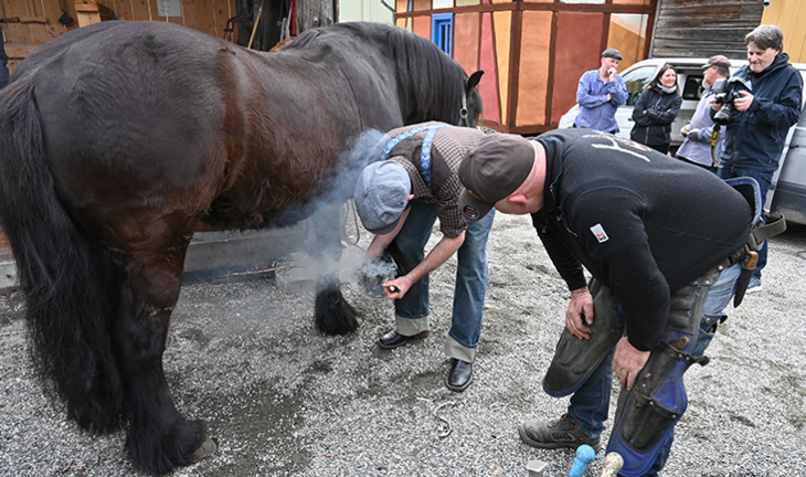 Løfte hv vår 24 Skoing av hest med hovslagerne Nikolai Refsdahl og Jo Kåre Bakke Foto Einar S NHI.jpg